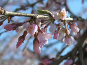 Kirschblüten